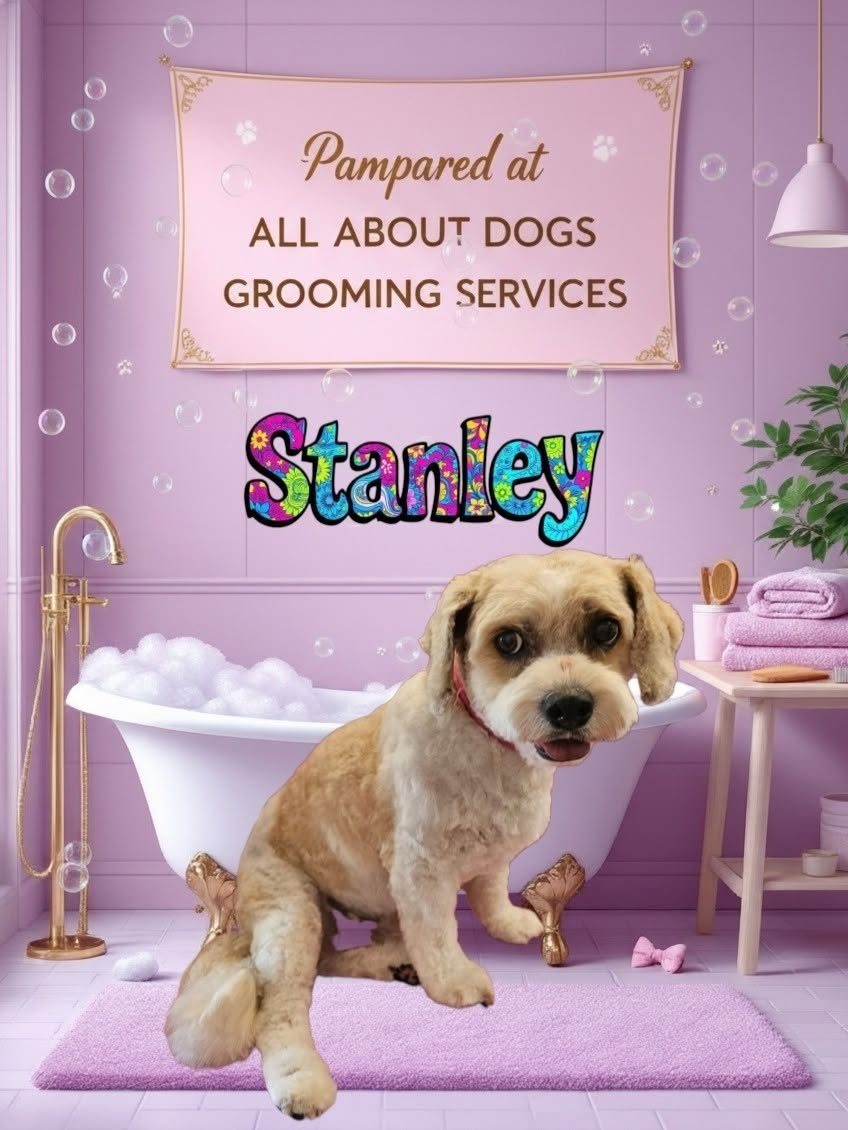 Stanley, a fluffy cream dog, after his pampering session