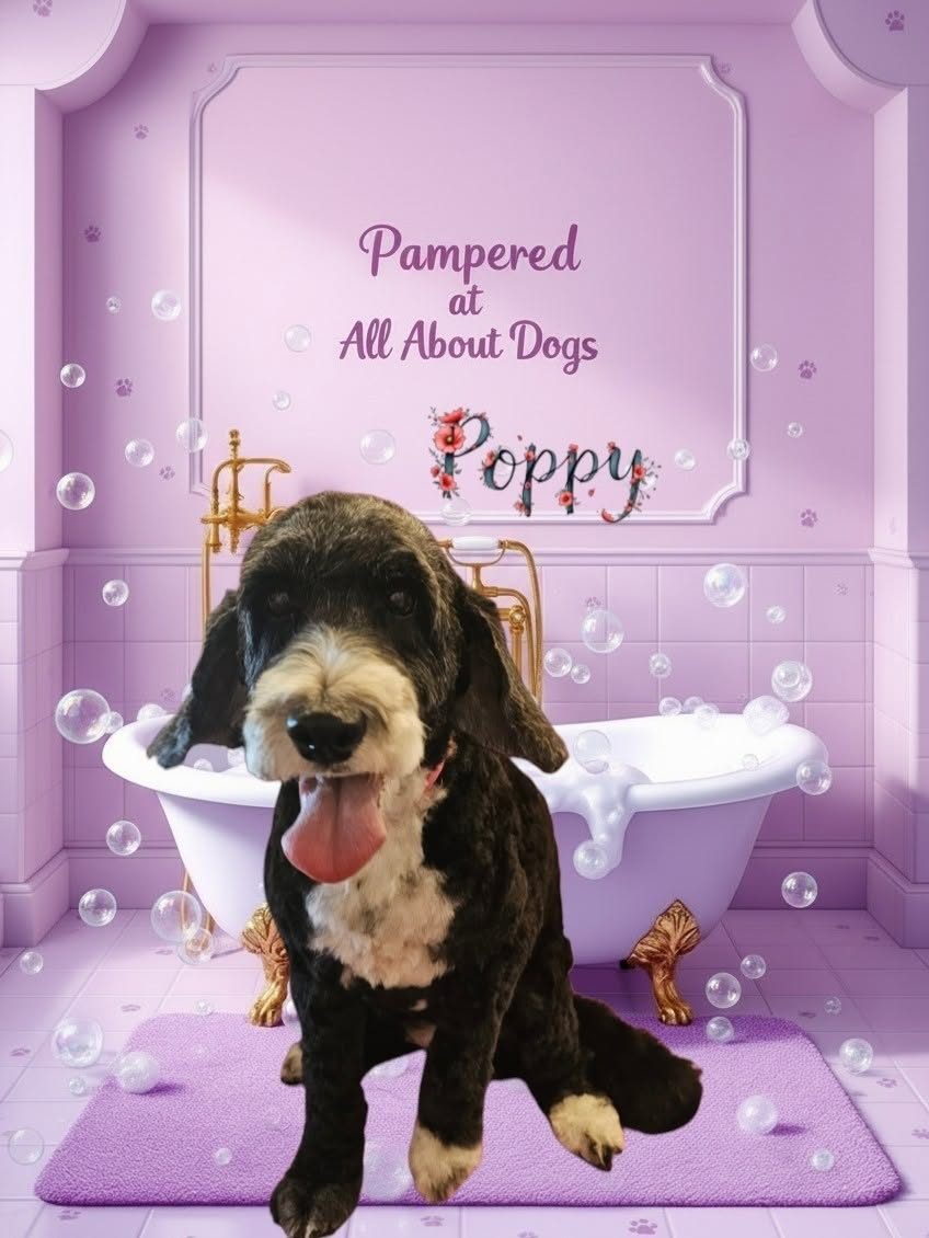 Poppy, a black dog with a white chest, freshly groomed