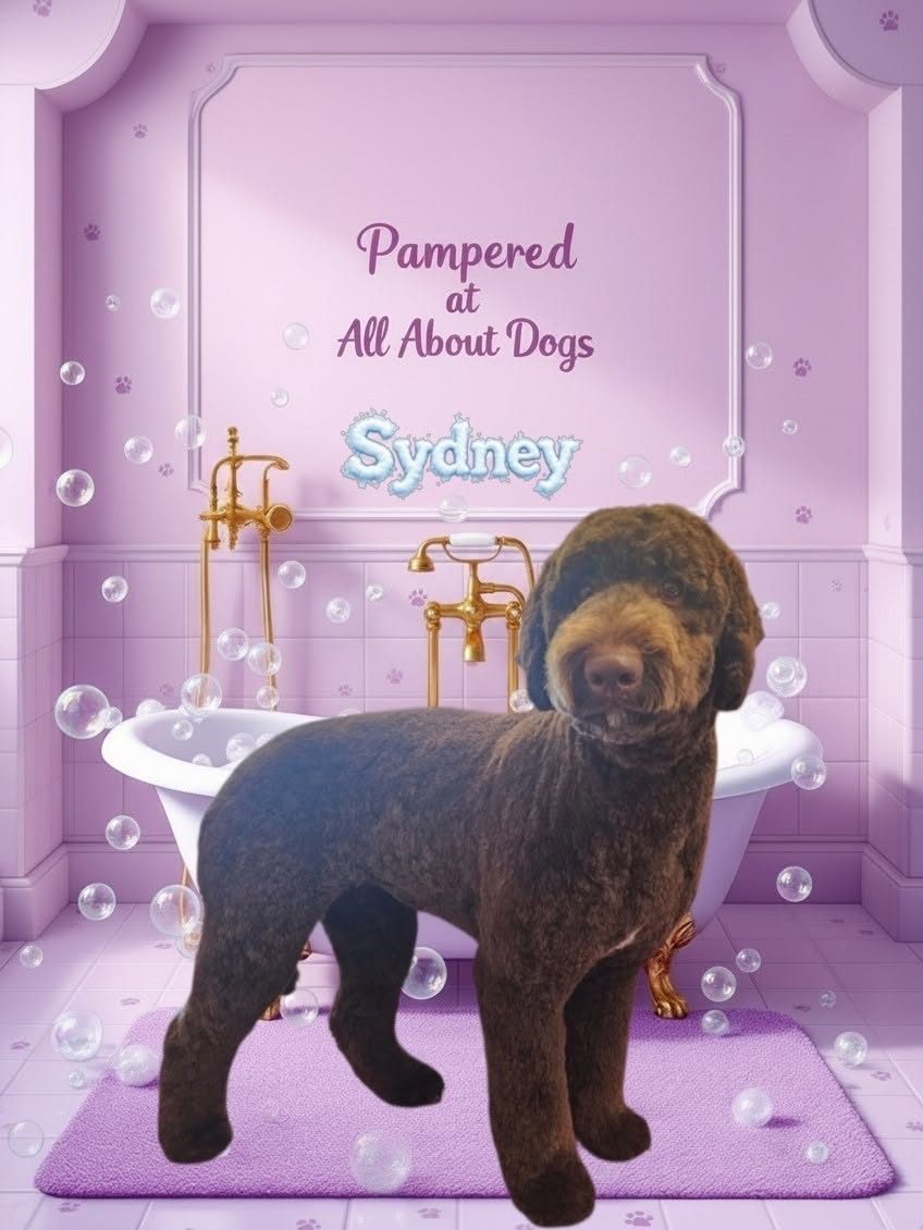 Sydney, a chocolate poodle-type dog with a smart all-over trim