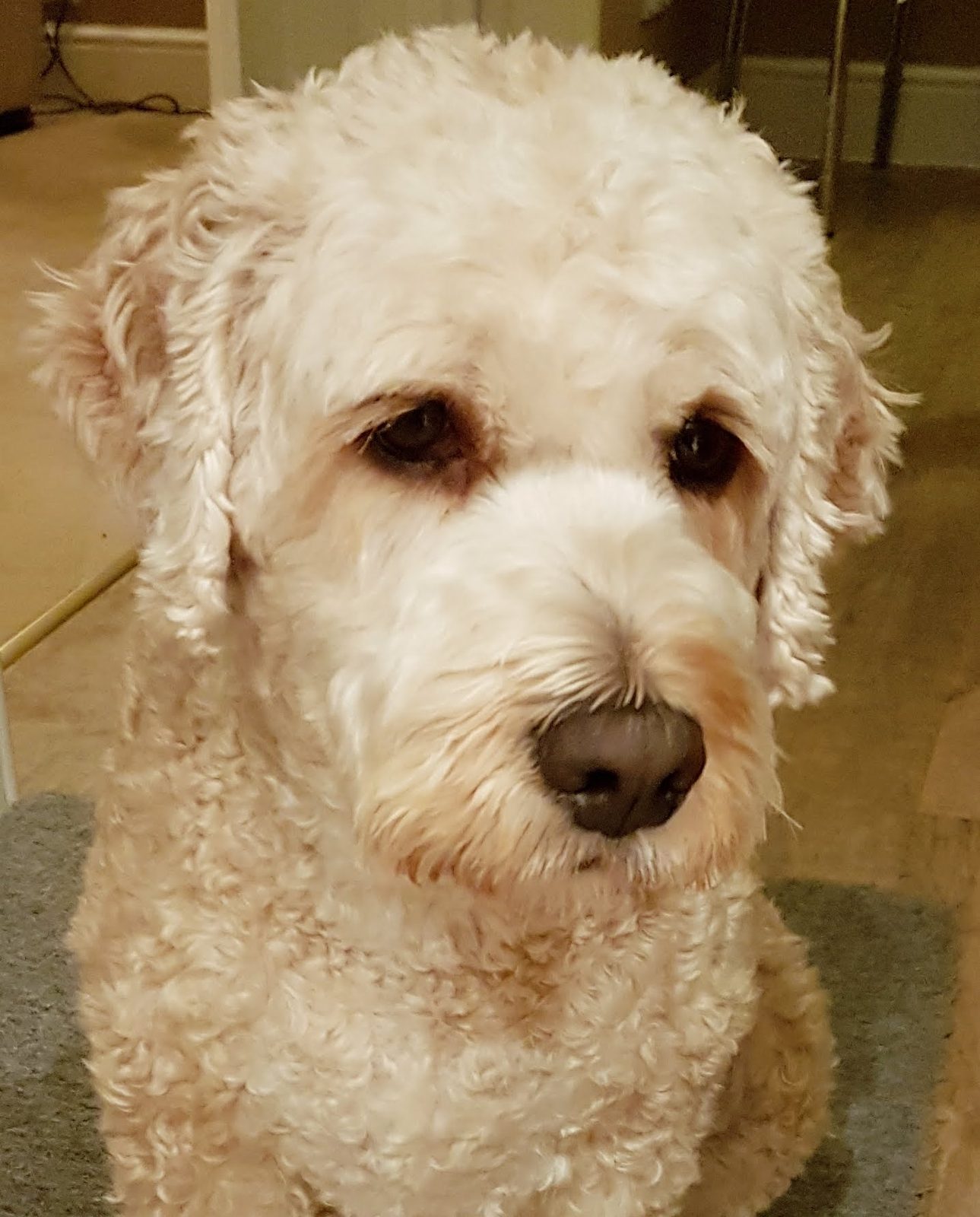A white curly-coated dog looking up at the camera